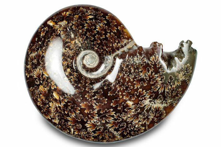 Polished Ammonite (Cleoniceras) Fossil - Madagascar #283283